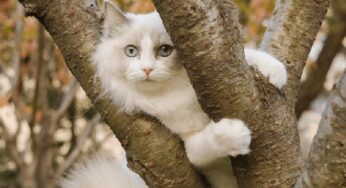 O Gato e a Raposa