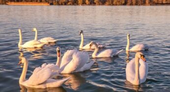 Os Cisnes Selvagens
