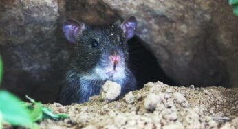 O ratinho