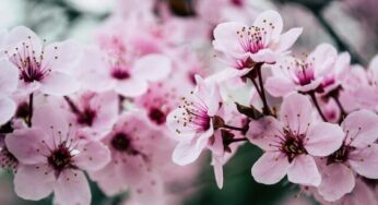 Sakura e Yohiro