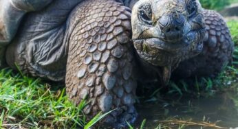 A tartaruga e os gansos
