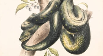 O príncipe serpente